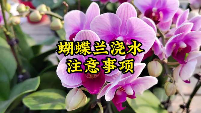 蝴蝶兰浇水需要注意什么有哪些正确的浇水方法