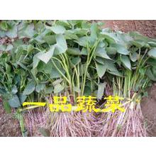 红薯苗的补苗和间苗