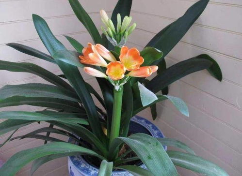 百合花盆栽养护指南：浇水施肥有技巧