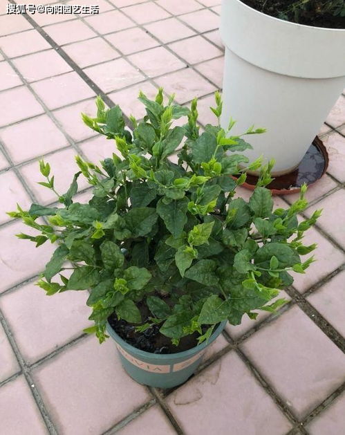靠谱购买网站推荐， 丰富绿植品种