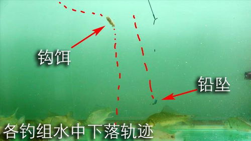 鲤鱼钓法详解：掌握基础技巧