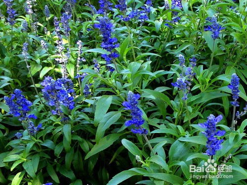 10月份种草花的小建议