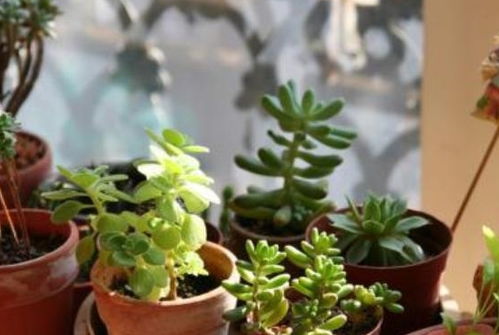 熟芝麻：花卉肥料新选择，天然养花好帮手！