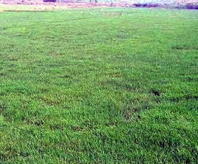 夏天草坪变黄，怎么办？我来教你选耐热草种，省下大把补种费！