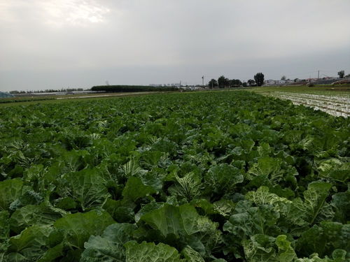 乙草胺：芽前除草， 效果显著