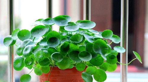 种子处理， 促进发芽