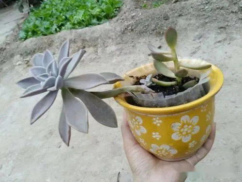 土壤中的秘密武器