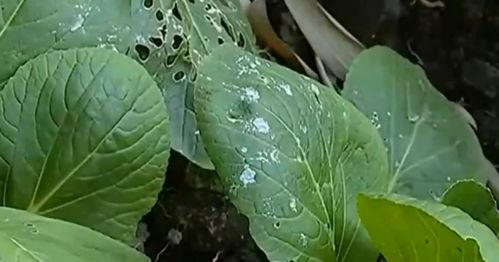 痛点共鸣：菜地虫害，让人头疼不已