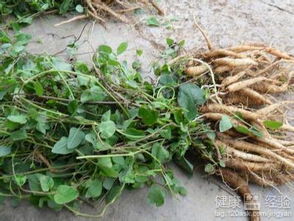 党参种子播种的黄金时间