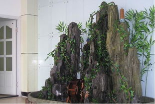 喜阴植物， 室内假山的秘密武器