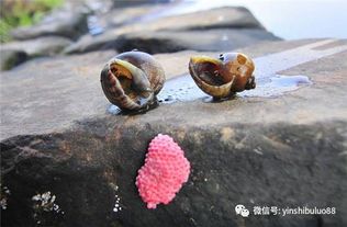 假酸浆：原产南美