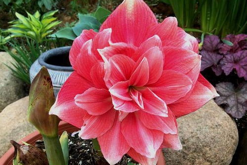 5月份适合种植的花卉推荐