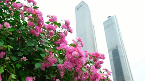 春尽处， 浅夏琉璃，蔷薇枝头