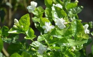 “茉莉花添几滴营养液，花开更艳
