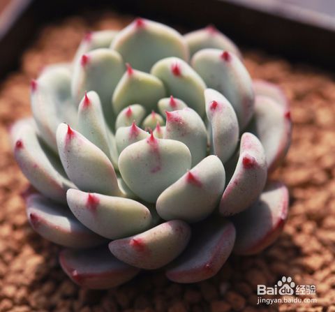 多肉植物鹿角如何通过叶插繁殖？
