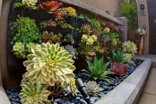 多肉植物：家居绿意宝藏的完美选择