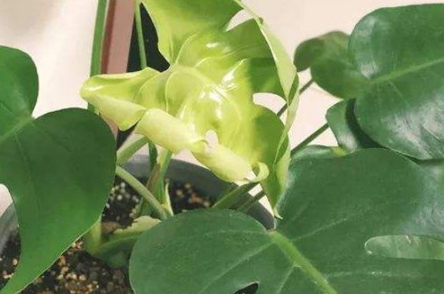 琴叶榕高效叶插技巧：揭秘其仅生根不发芽之谜！