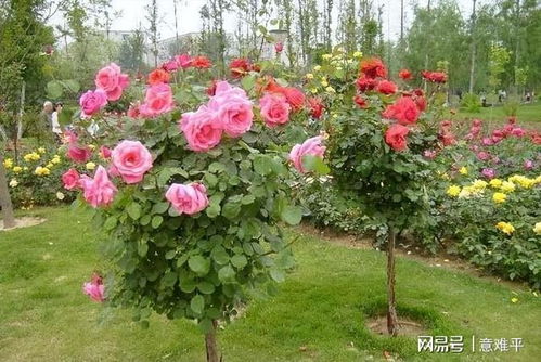 月季花开满城香， 绿树成荫遮日光