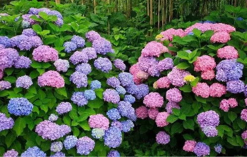 开花量破纪录：山桃的辉煌成就