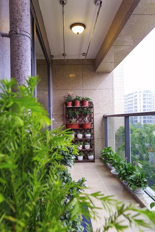 栅栏变花廊，kankan这些美美的花儿