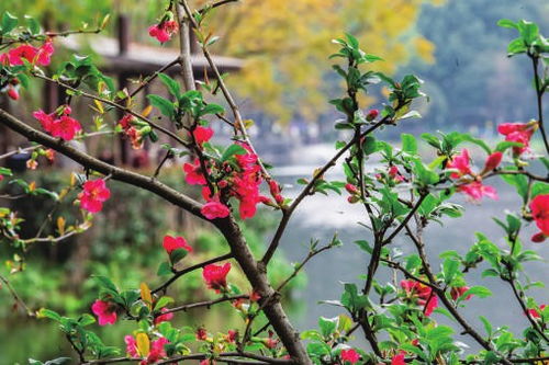 春天的第一朵花