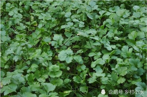 香菜种植间苗：为何要适时去除多余苗苗