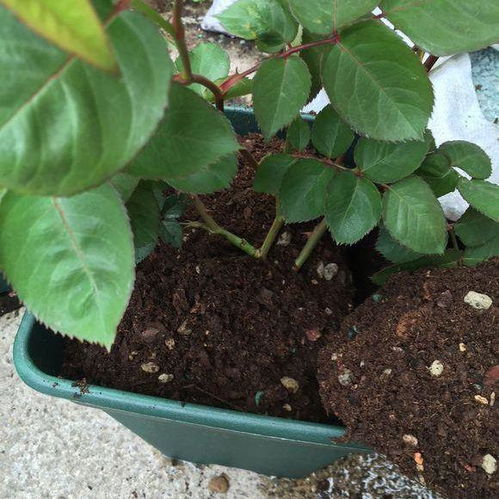 月季换盆， 这些细节要注意