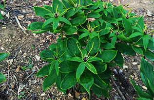 台湾青，到底是个啥？