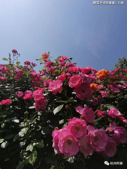 月季花开正艳，峨山等你来赏