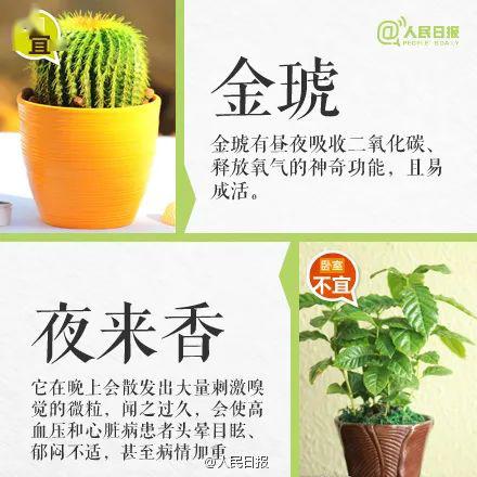 虎皮兰风水寓意与养护指南：家居绿植的必备知识