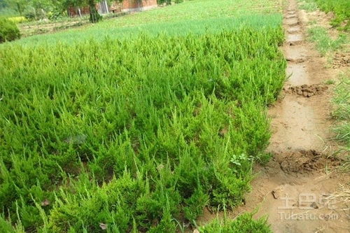 四、柏树皮的实用方法