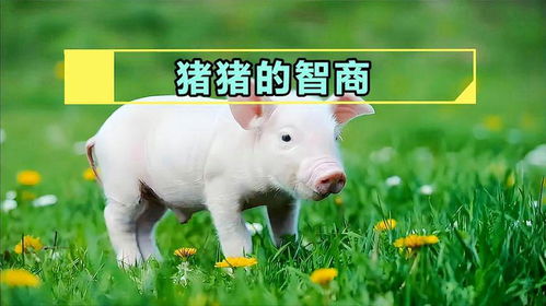 猪的智商超乎想象，农业养殖新发现