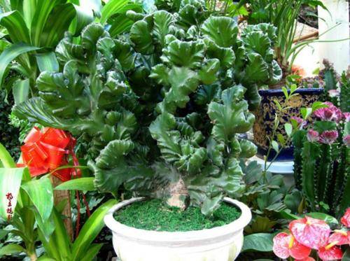 养花浇水， 也是一门学问