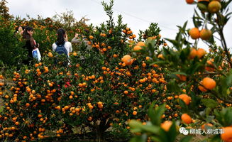 桔树施肥首选，深施更佳，桔花盛放秘诀！