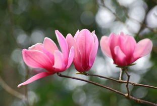 木兰花，传承坚韧