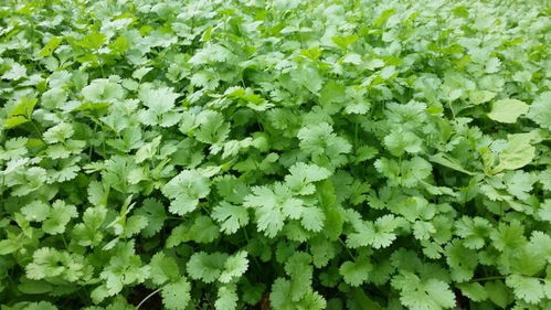 香菜煮水具有消暑解热、促进食欲等功效