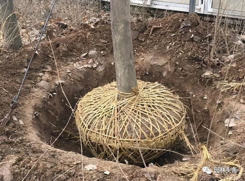 种草，不是随便种哦