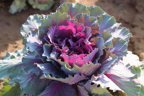 新手必知的三个坑