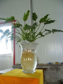 水培小天使植物，如何让它们茁壮成长
