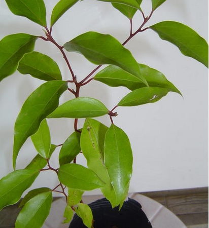 移植的香樟树不发芽什么原因？