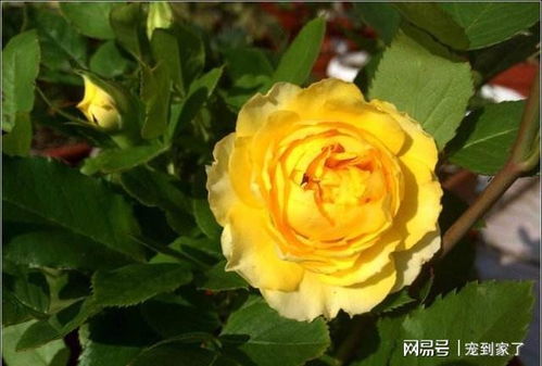 月季花适合在什么季节种植？