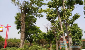 南阳：玉兰系列， 花开四季