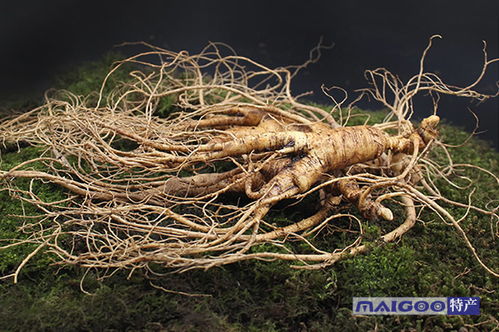 新手种植党参的常见错误