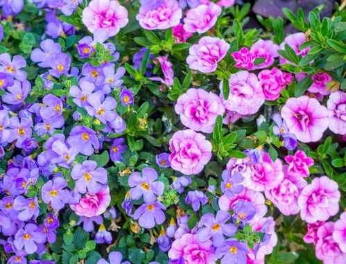 三角梅的美丽，你感受到了吗？