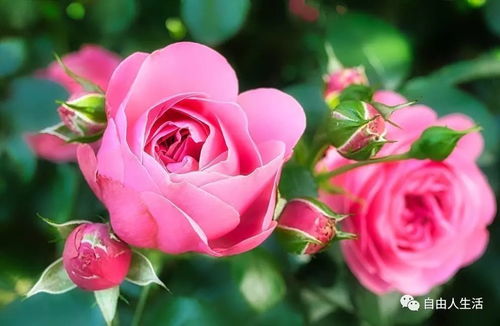 如何让玫瑰花保鲜梗持久，秘诀全在这里！