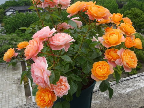 春天春天的花儿俏