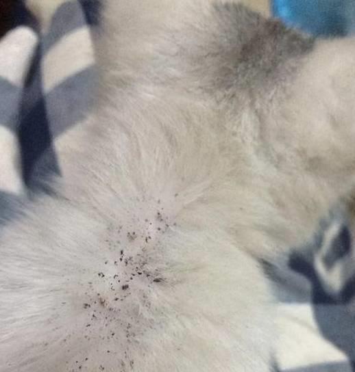 猫咪跳蚤问题，怎么破？