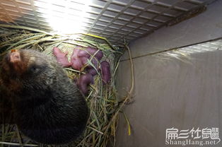 湖南竹鼠养殖基地推荐：竹鼠种苗价格是多少一对