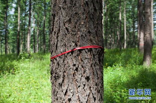 春分时节苗木养护管理的重要性