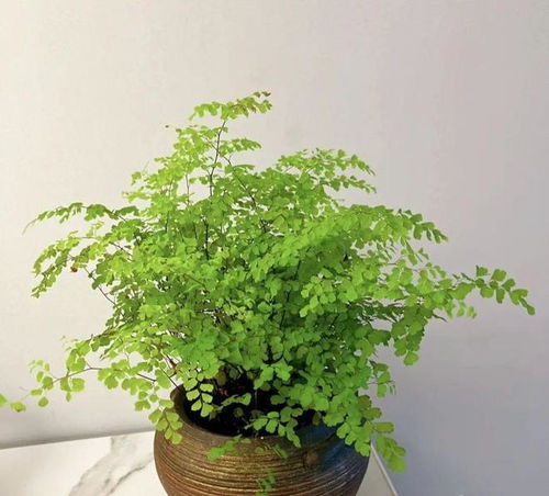 六、 牡丹：富贵之花，观赏价值高